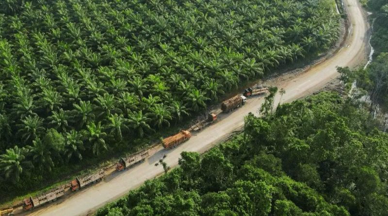 การพัฒนาอุตสาหกรรมปาล์มน้ำมันของมาเลเซีย: บทเรียนจากความสำเร็จระดับโลก